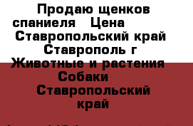 Продаю щенков спаниеля › Цена ­ 5 000 - Ставропольский край, Ставрополь г. Животные и растения » Собаки   . Ставропольский край